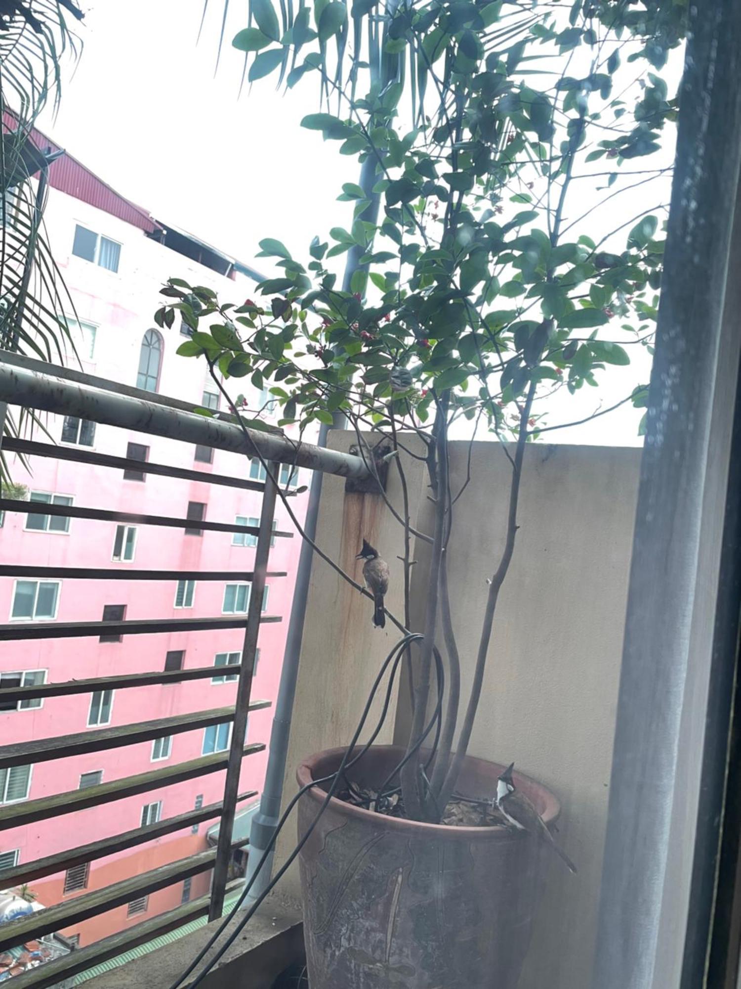 May Residence-800M From Opera House هانوي المظهر الخارجي الصورة